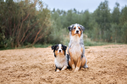 Two Aussies, blue merle and tricolor, posing on sand. One sitting, one lying down. Blurred forest background, calm attentive gaze. Professional pet photography for ads and magazines