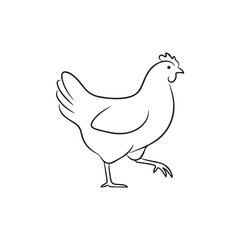 Fototapeta premium Simple line art drawing of a hen walking isolated on white background.