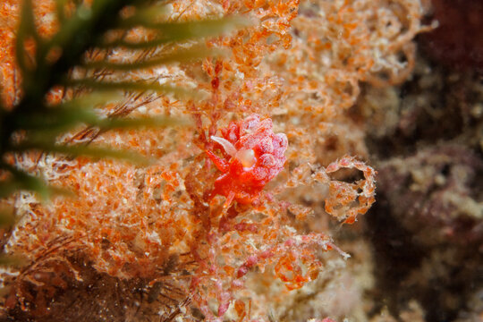 Tiny Janolus ignis nudibranch on bryozoan colony in Wellington, New Zealand