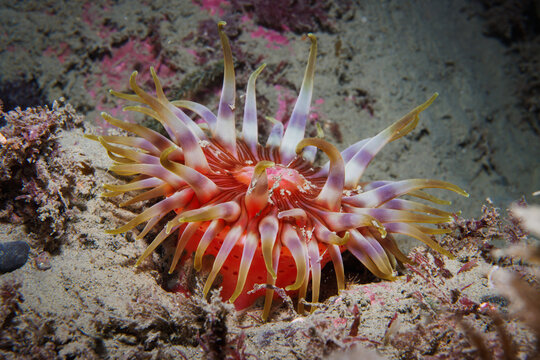Undescribed sea anemone on sandy reef in Wellington, New Zealand