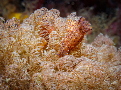 Paliolla galathea nudibranch on bryozoan colony in Wellington, New Zealand