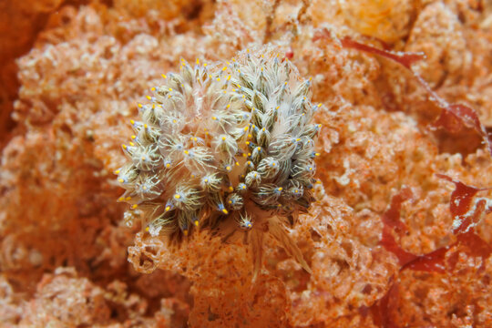 Janolus eximius nudibranch mating on bryozoan colony in Wellington, New Zealand