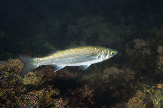Yelloweye mullet Aldrichetta forsteri swimming above a temperate rocky reef habitat at Breaker Bay, Wellington, New Zealand