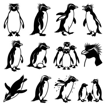 Black and white vector silhouette set of Crested Penguin