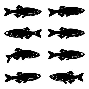 Black and white vector silhouette set of Danio fish