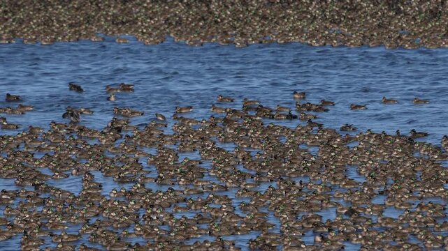 Large flock of Baikal teals at Inbanuma, Chiba