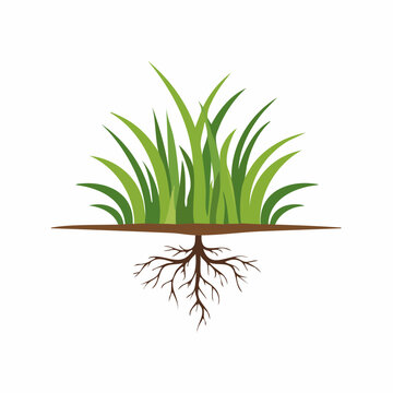 Illustration of grass with roots and soil