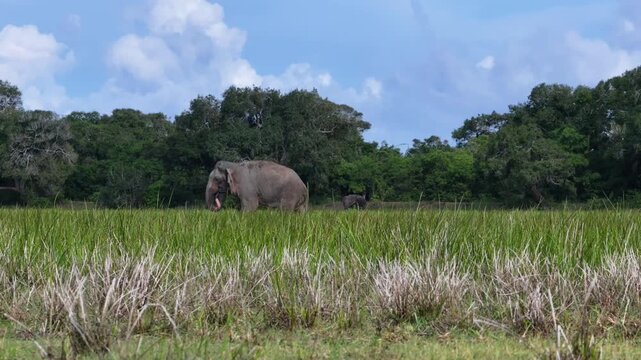 Wild heart roaming free under nature's sky