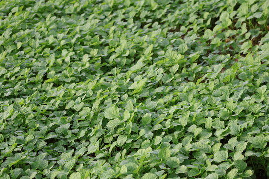 Spinach is a fast growing leafy green vegetable rich in vitamins minerals antioxidants and widely cultivated for healthy diets