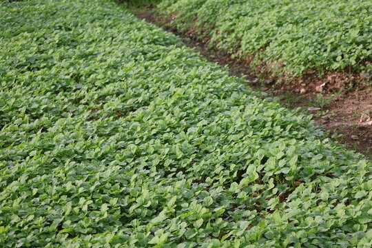 Spinach is a fast growing leafy green vegetable rich in vitamins minerals antioxidants and widely cultivated for healthy diets