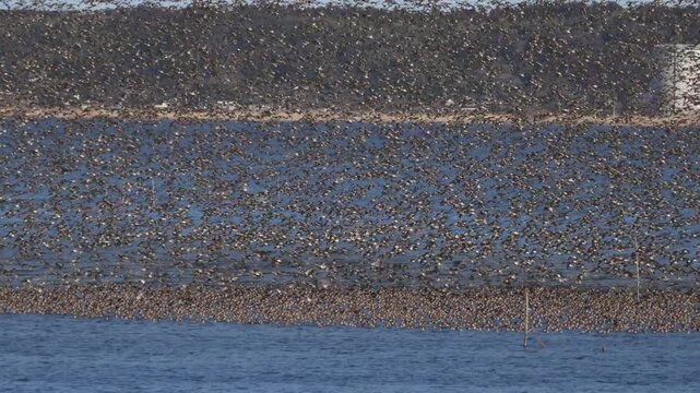 Large flock of Baikal teals at Inbanuma, Chiba