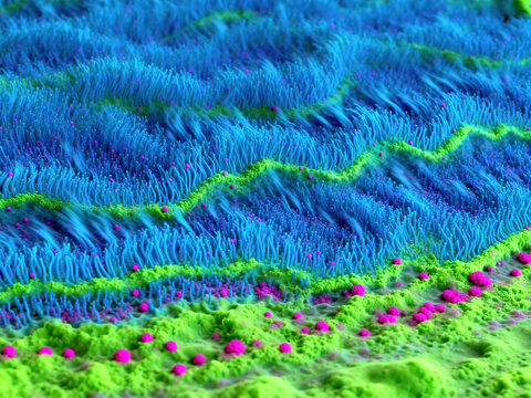 This is a detailed false-color scanning electron microscope (SEM) image of the ciliated epithelium of the human respiratory tract. The cilia exhibit dynamic, wavy movement.