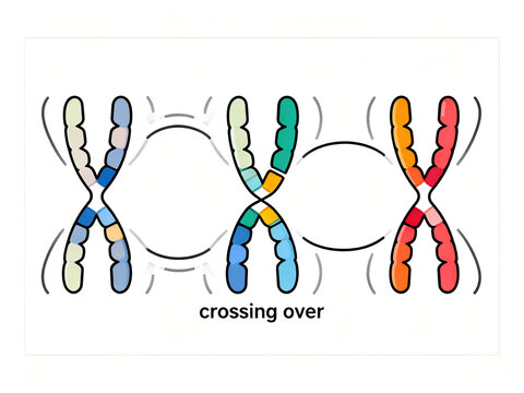 The diagram illustrates the process of meiosis, with a focus on the "crossing over" stage. Homologous chromosomes appear in pairs and exchange segments of genetic material.
