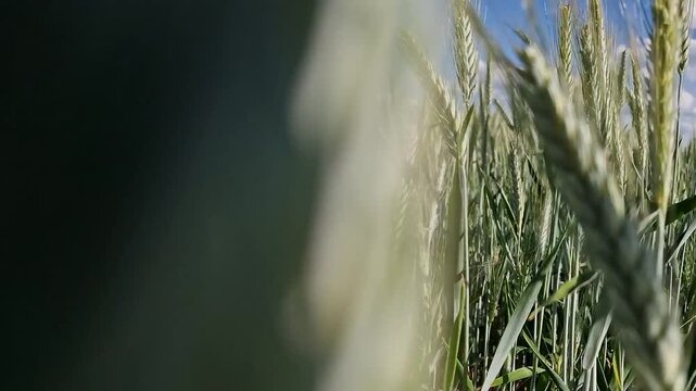 Cultivo de trigo en primavera, recorrido entre las espigas del cereal.