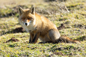 Fototapeta premium Male red fox in a high mountain area in northern Spain on a cold January day