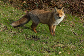 Fototapeta premium Male red fox in a high mountain area in northern Spain on a cold January day