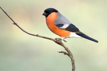 Male Eurasian bullfinch in an oak and beech forest in the last light of a winter day © Jesus