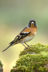Fototapeta premium Male Brambling in a beech and oak forest at first light on a cold January day