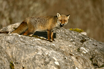 Fototapeta premium Male Red fox in a mountainous area of ​​northern Spain in an Atlantic forest of beech, pine and oak trees at first light on a very cold January day