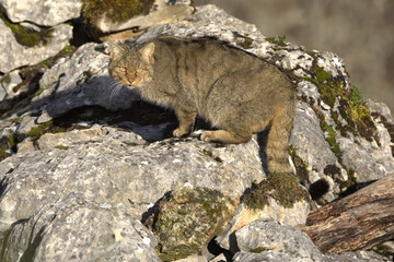 Adult male European Wildcat within its territory in a mountainous area within an Atlantic forest of beech, pine and oak trees at the first light of a cold winter day © Jesus