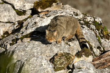 Adult male European Wildcat within its territory in a mountainous area within an Atlantic forest of beech, pine and oak trees at the first light of a cold winter day © Jesus