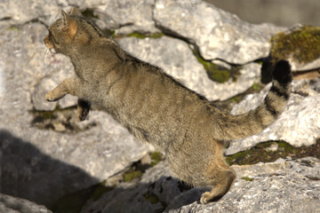 Adult male European Wildcat within its territory in a mountainous area within an Atlantic forest of beech, pine and oak trees at the first light of a cold winter day © Jesus