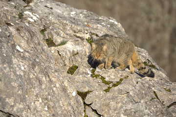 Fototapeta premium Large male European Wildcat in a mountainous area with large rocky areas in an Atlantic deciduous forest at first light on a very cold January day