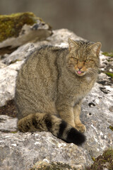 Obraz premium Large male European Wildcat in a mountainous area with large rocky areas in an Atlantic deciduous forest at first light on a very cold January day