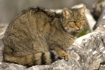 Adult male European Wildcat within its territory in a mountainous area within an Atlantic forest of beech, pine and oak trees at the first light of a cold winter day © Jesus