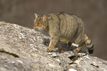 Adult male European Wildcat within its territory in a mountainous area within an Atlantic forest of beech, pine and oak trees at the first light of a cold winter day © Jesus