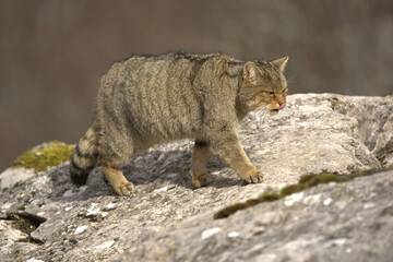 Adult male European Wildcat within its territory in a mountainous area within an Atlantic forest of beech, pine and oak trees at the first light of a cold winter day © Jesus