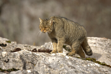 Adult male European Wildcat within its territory in a mountainous area within an Atlantic forest of beech, pine and oak trees at the first light of a cold winter day © Jesus