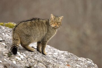 Adult male European Wildcat within its territory in a mountainous area within an Atlantic forest of beech, pine and oak trees at the first light of a cold winter day © Jesus