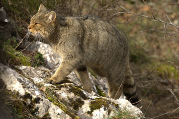 Adult male European Wildcat within its territory in a mountainous area within an Atlantic forest of beech, pine and oak trees at the first light of a cold winter day © Jesus