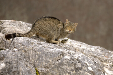 Very old male European Wildcat in a mountainous area in an Atlantic forest of beech, pine and oak trees in the first light of a very cold winter morning © Jesus