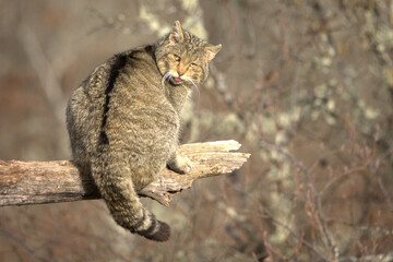 Very old male European Wildcat in a mountainous area in an Atlantic forest of beech, pine and oak trees in the first light of a very cold winter morning © Jesus