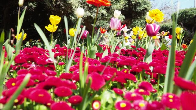 Colourful Terry Tulips and Red Bellis perennis English daisy. Flowerbed lawn design. Tulip Tulipa plant Lily Liliaceae. Cultivars like Bellissima Red Pomponette are popular for double red flowers