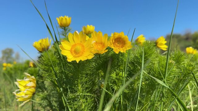 Adonis vernalis yellow flowers in steppe.