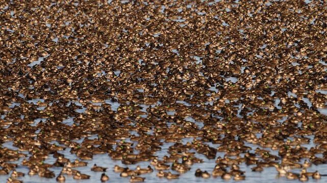Large flock of Baikal teals at Inbanuma, Chiba