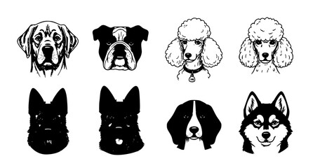 Collection of dog breed portraits labrador bulldog poodle german shepherd and husky © Kapilbiswas