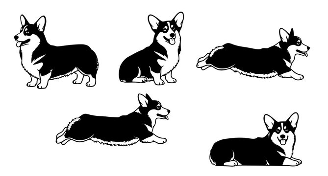 Black and white corgi illustrations a collection of playful poses