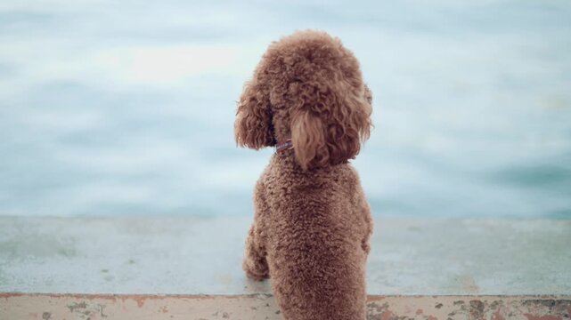 Cute brown poodle standing on wall looking out at ocean, then turning to look at viewer.