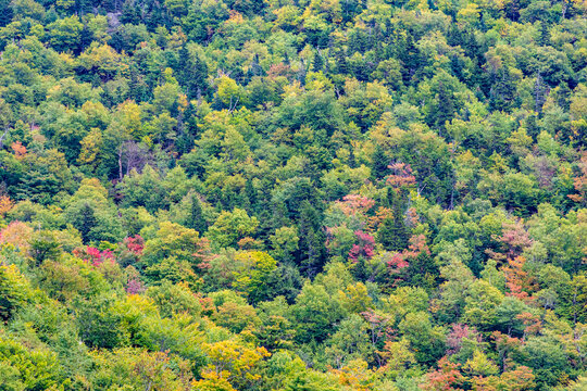 trees in typical indian summer colors