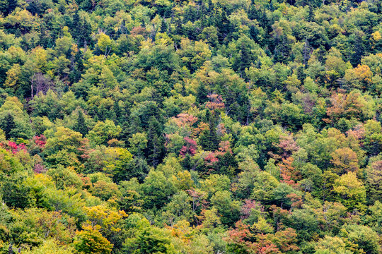 trees in typical indian summer colors