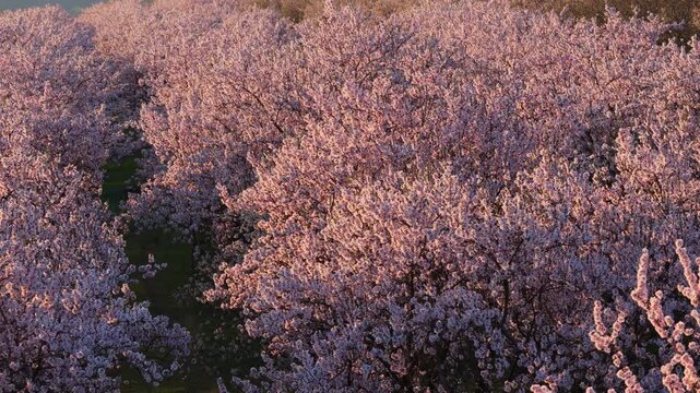 Aerial drone shot of a dense almond orchard during the spring blooming season. Pink and white blossoms are bathed in the soft, golden glow of a late afternoon sun. Moldova