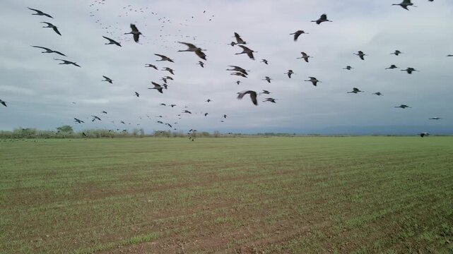 Aerial drone view of cranes flying over fields in Almaty region. Cinematic flight with migrating birds over Kazakhstan steppe