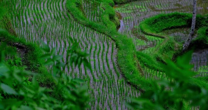 Lush Green Rice Terraces in Bali, Indonesia | Tropical Paddy Fields and Agricultural Landscape 4K