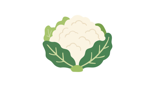 Clean cauliflower vector illustration featuring a modern flat design on a white background, ideal for high-quality graphic resources focused on healthy eating, vegan lifestyle, and nutrition.