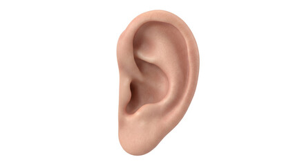 Detailed human ear anatomy on transparent background