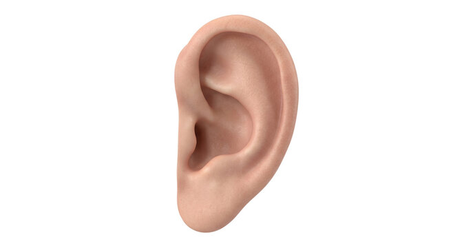 Detailed human ear anatomy on transparent background